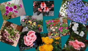 Plantas e Flores em Vasos